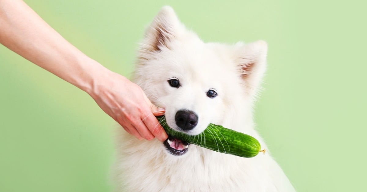 Uborka - egészséges finomság a kutyának is