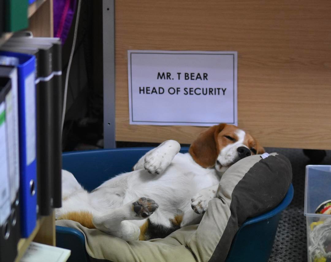 A biztonsági kutya-főnök munka közben