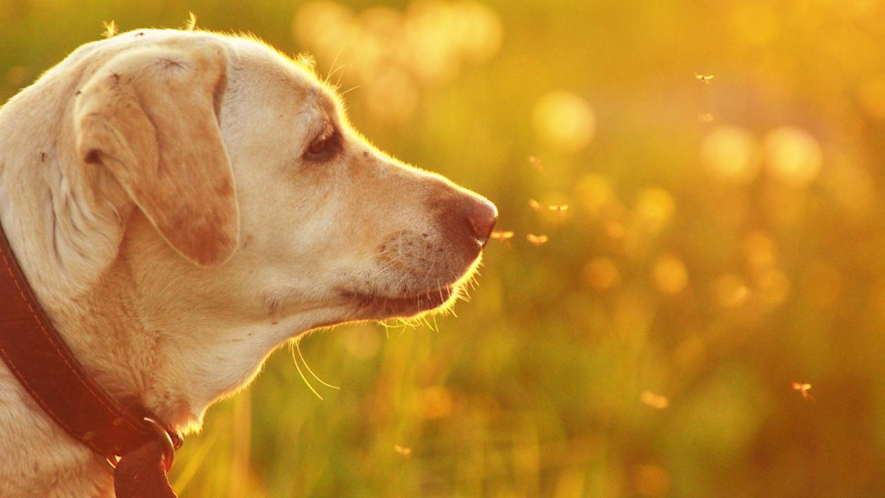 Rovarcsípések kutyáknál - A szúnyogok többféle betegséget terjeszthetnek