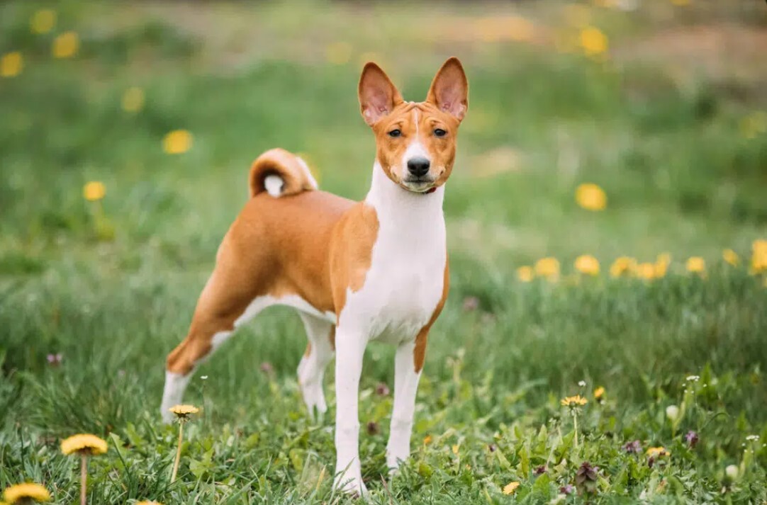basenji basenji