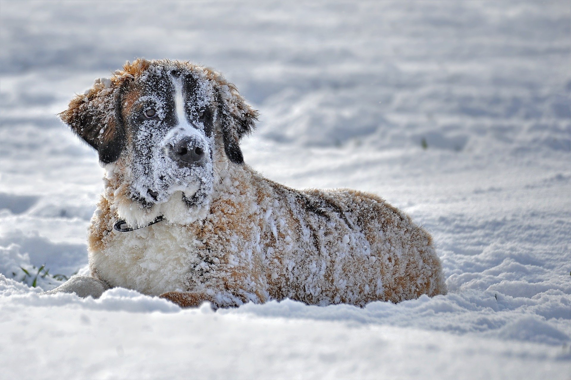 Van olyan kutya, amelyik egyenesen imádja a havat és a hideget