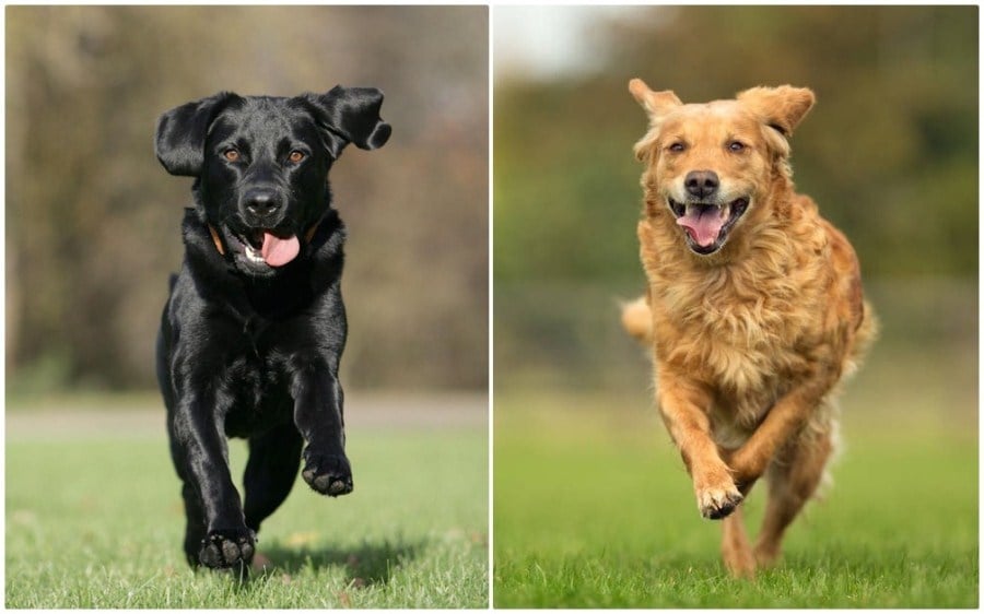 Kutyafajták futáshoz - Labrador retriever és Golden retriever