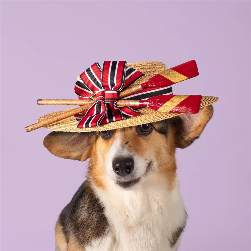 Kutyák királyi kalapban - A 2024-es naptár egyik szereplője Alys, a corgi