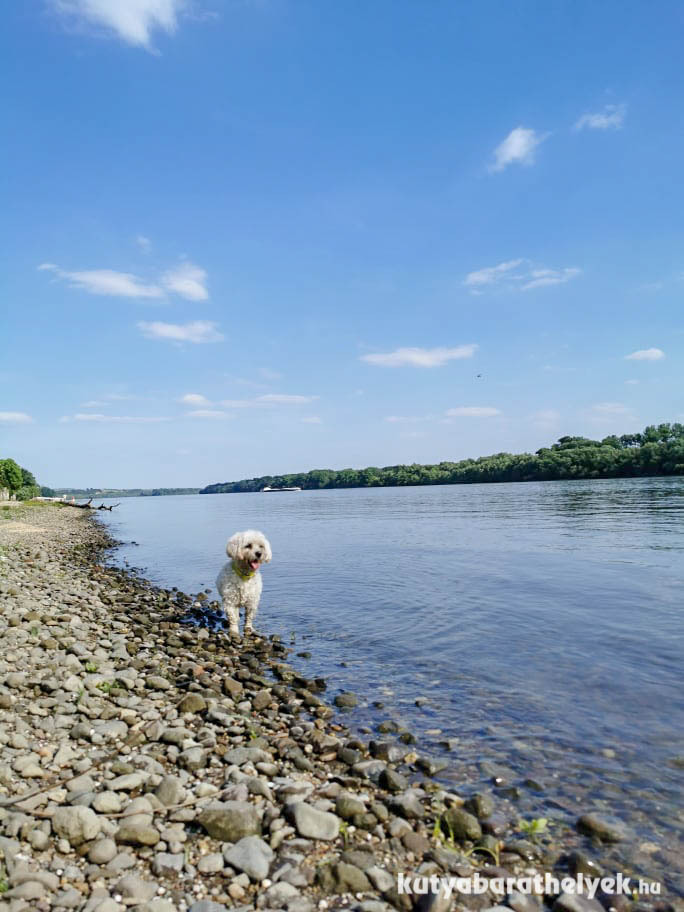 Közel van a Duna-part is: a melegben egyes helyeken a kutyák is csobbanhatnak
