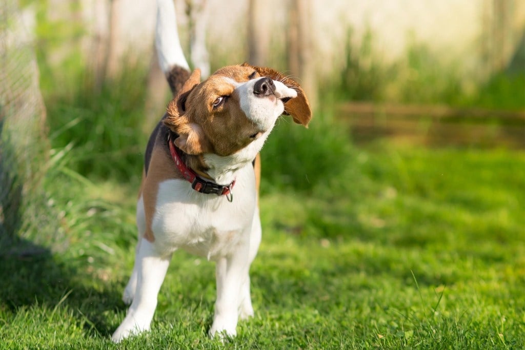A stressz jelei kutyáknál - feszültségét oldhatja, ha alaposan megrázza magát