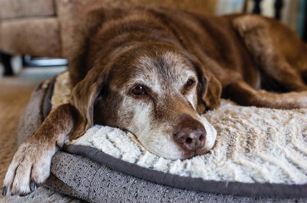 Daganatos betegségek kutyáknál - Időskorú, ivaros szukákat érintheti az emlőrák