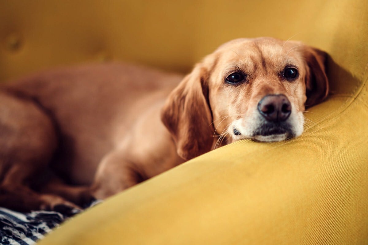 Hipoglikémia avagy kutyánk alacsony vércukor szintje: Tünetek, okok és kezelések