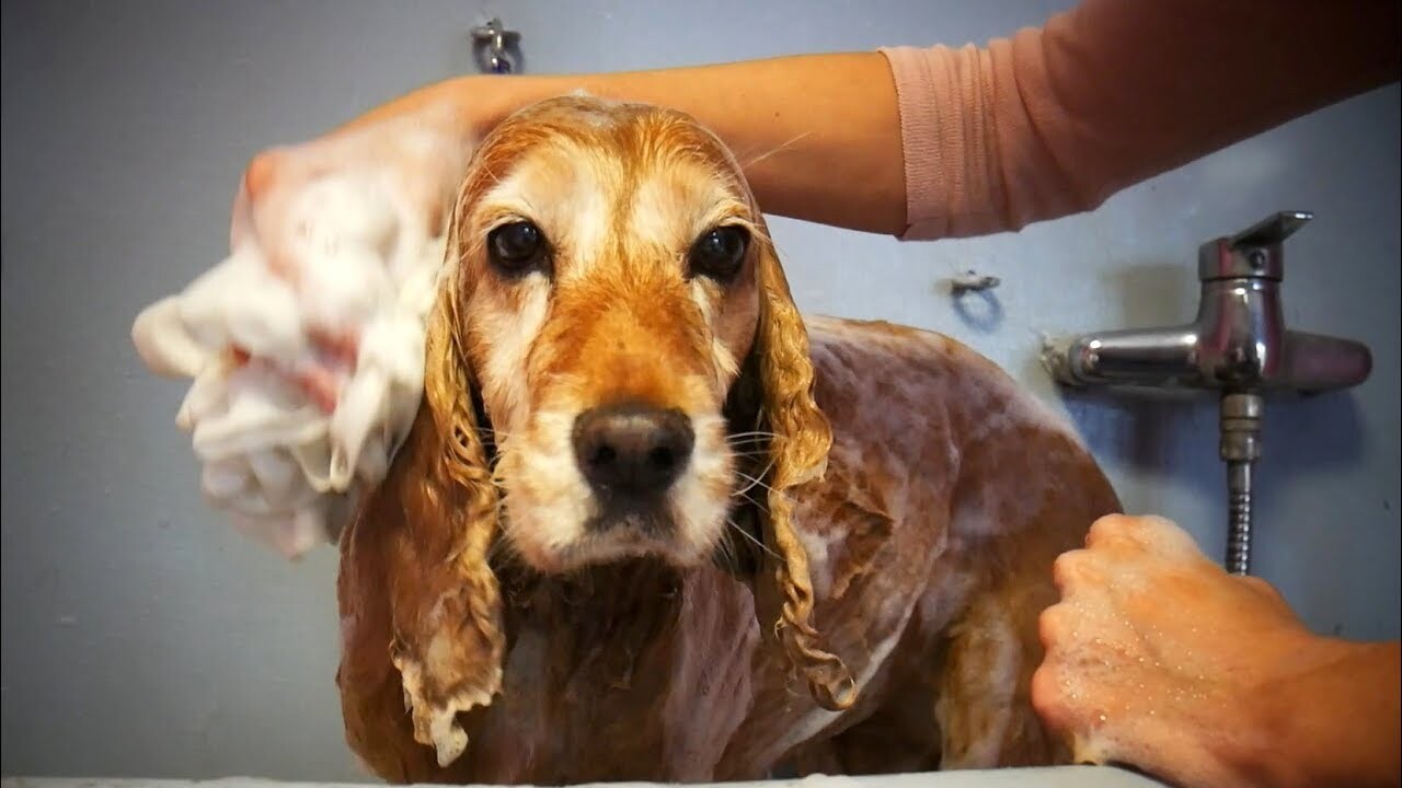 Zavarja a kutyát, ha víz kerül a fülébe, megrázza magát, hogy szabaduljon tőle