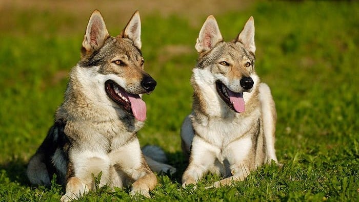 A csehszlovák farkaskutya valóban hasonlít a vadon élő farkasra