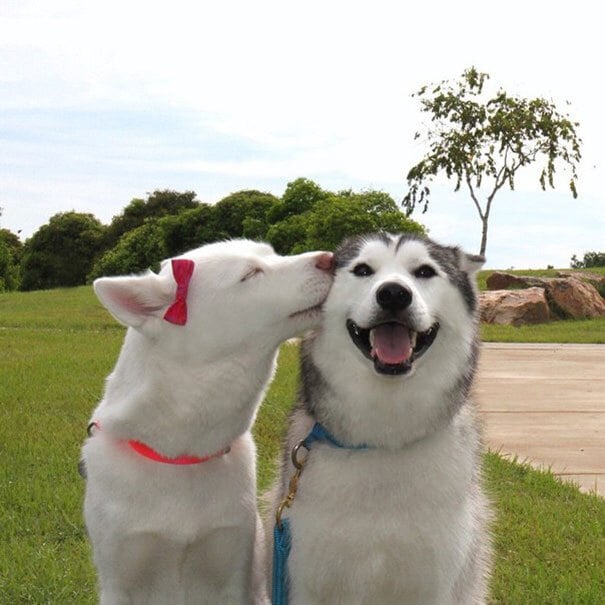 Husky puszi - A kutyák is kifejezik egymás iránti szeretetüket, kötődésüket