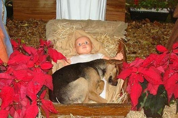 A kutya békésen aludt a kis Jézuska mellett