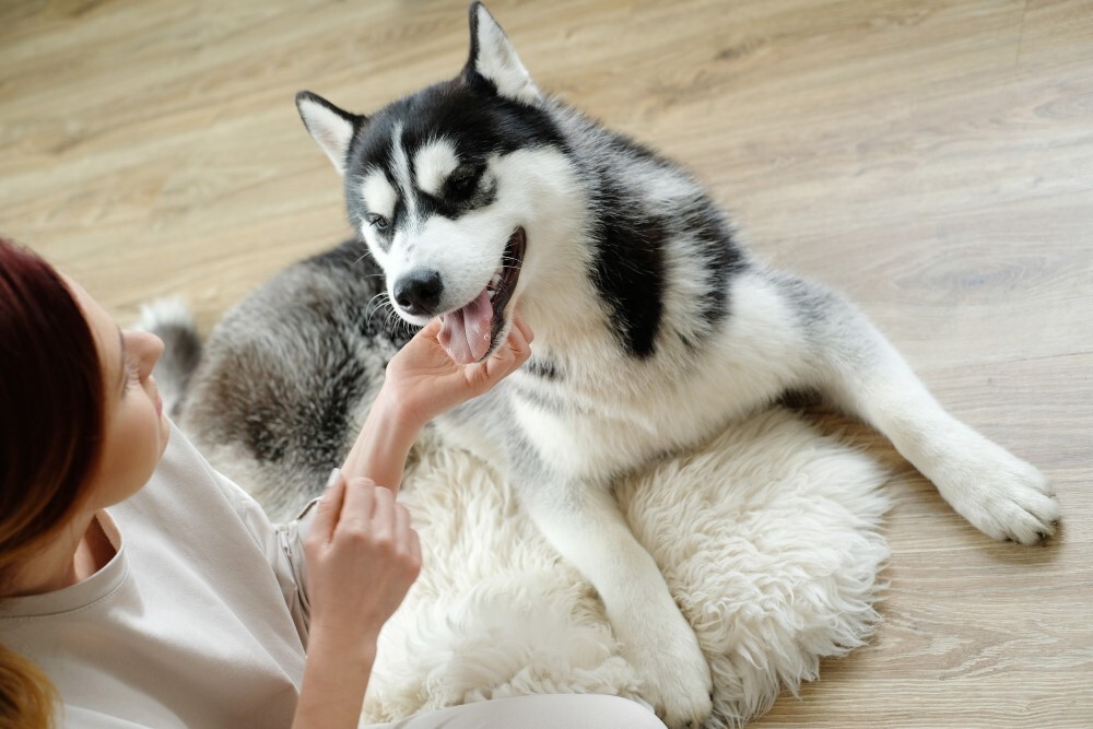 Az emberekkel történő kontaktus is kiválthatja az allergiát a kutyánál