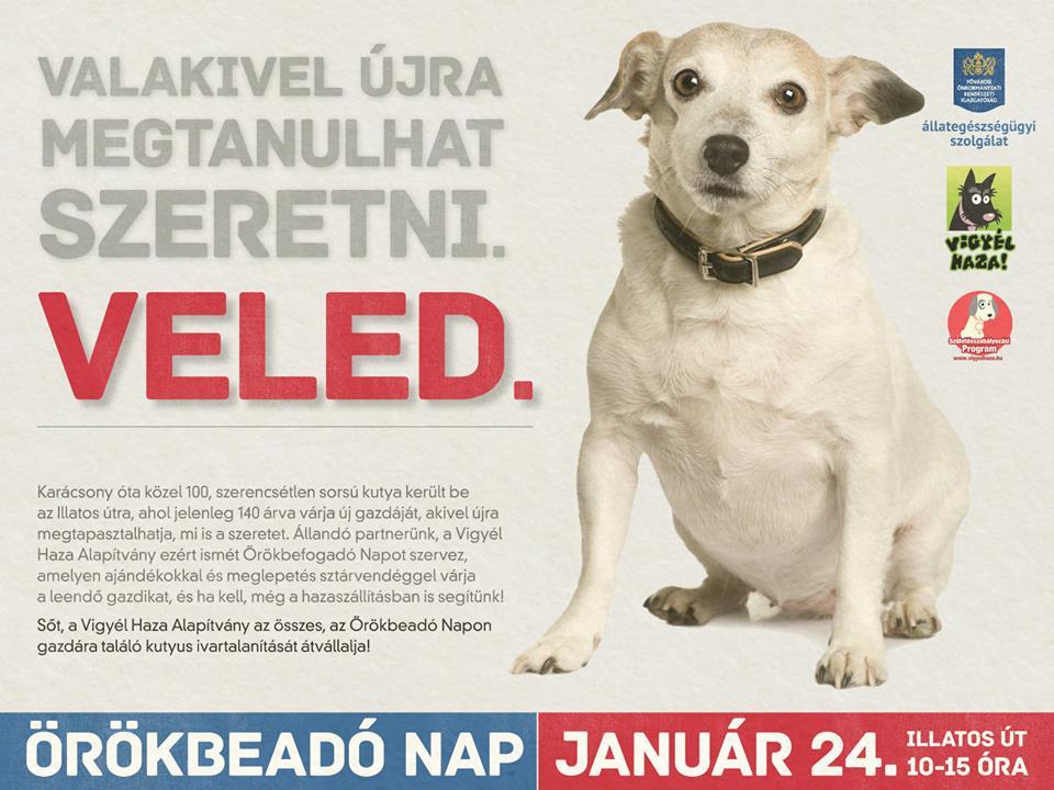 örökbefogadó nap illatos út