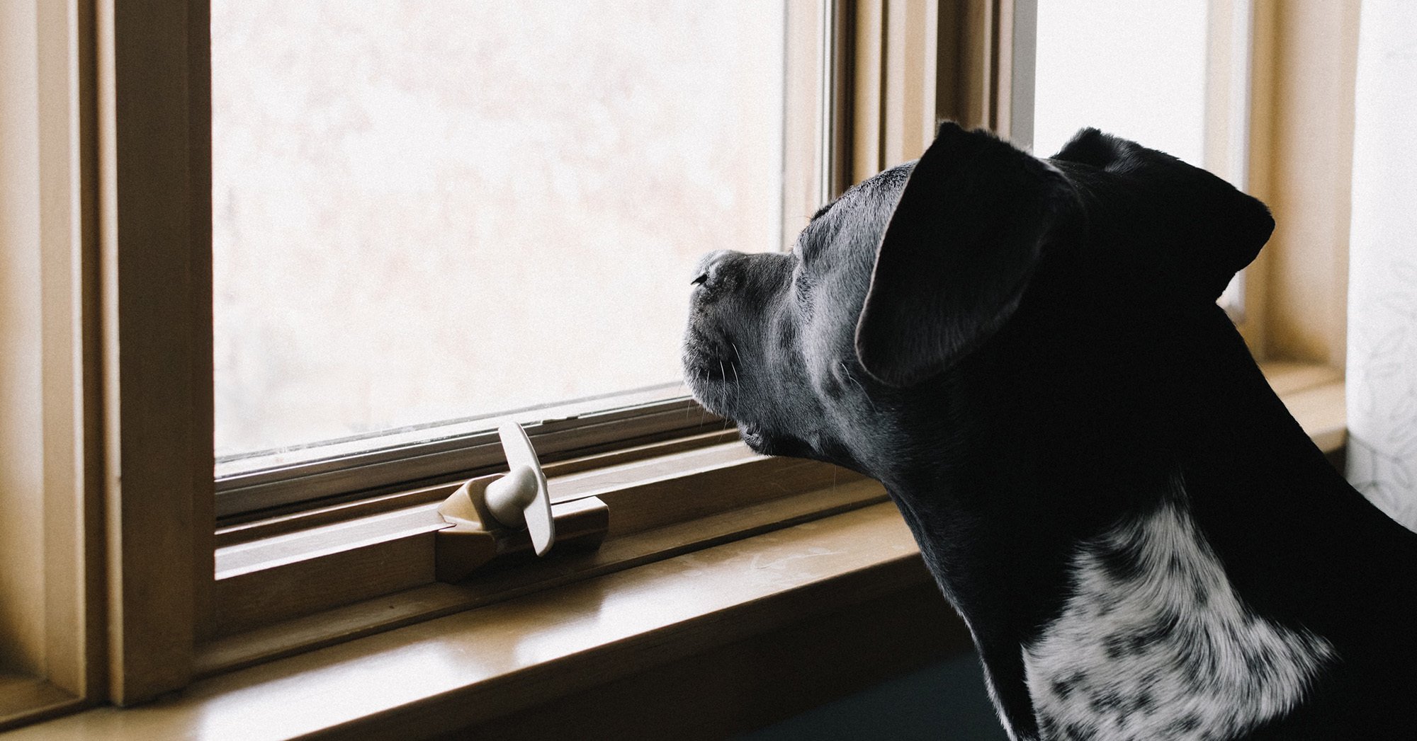 A magányos kutyák szorongásának oldására fejlesztenek távhívásos rendszert