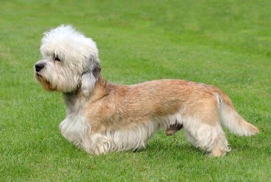 dandie terrier