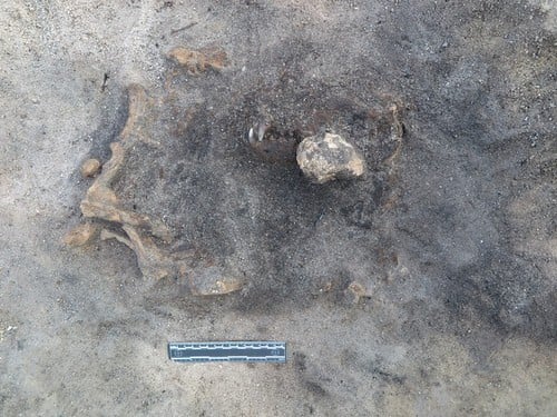 8400 éve élt kutya és gazdája sírját találták meg Svédországban