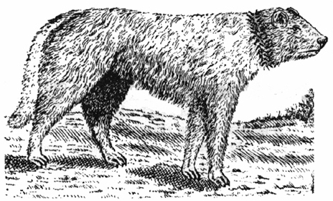 Középkori komondor metszet