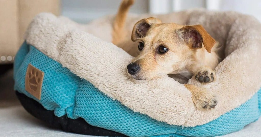 Fűtés otthon - Egy bélelt fekhely segíthet melegen tartani a kutyát