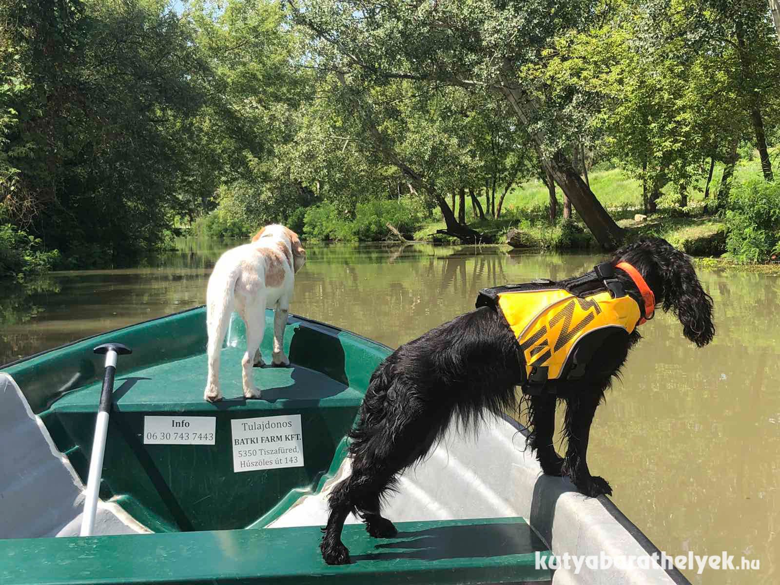 Érdemes mentőmellényt adni a kutyákra a csónakban