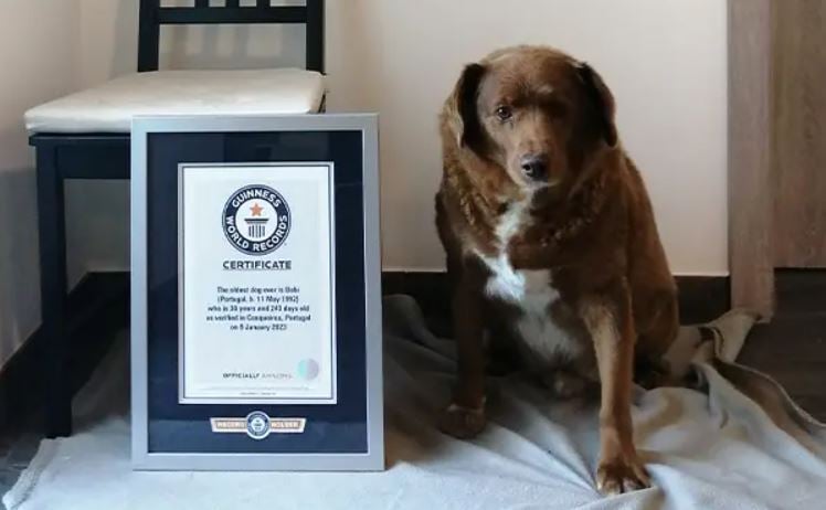 Bobi és a Guinness Worlds Records emléklapja