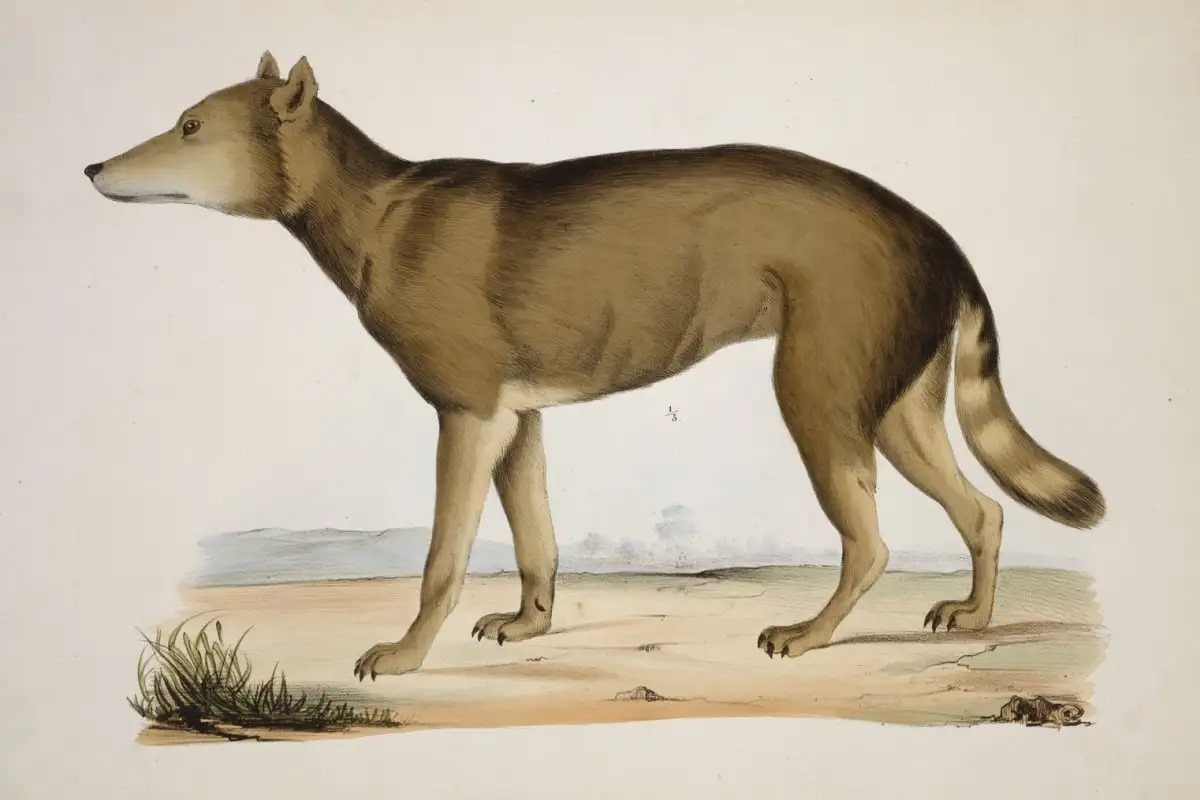 A japán farkas lehet a kapocs az ősi farkasok és a mai kutyák között?
