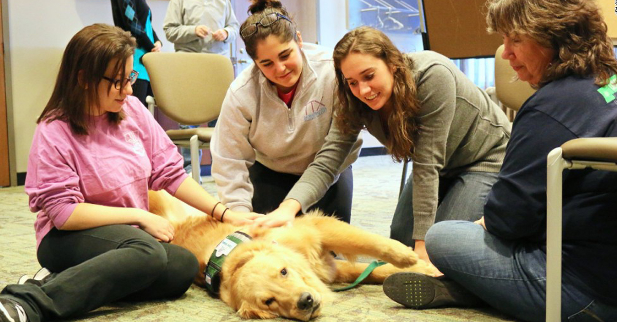 A terápiás kutyákkal eltöltött idő segíthet csökkenteni a stressz negatív hatásait az egyetemistáknál