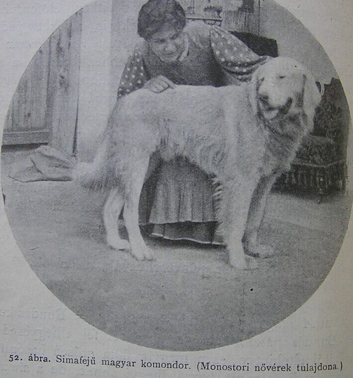 Simafejű komondor 1909-ben