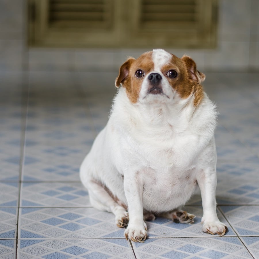 Dundin cuki? Egy kövér kutya bármennyire is aranyos, szükségtelen az elhízás - segítséggel tud csak lefogyni