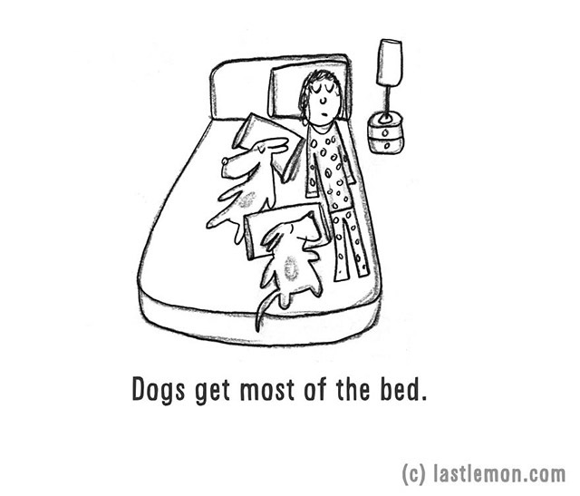 Egy ágyban alszol a kutyáddal?