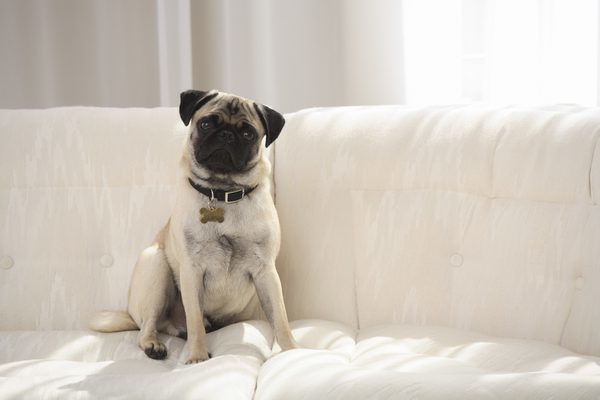 Költözés vagy vendégség kutyával - új szituációk, de lehetnek stresszmentesek!