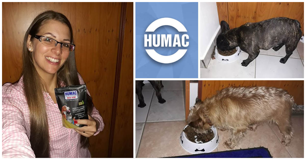 Az egy éves franciabulldognak és a hét éves csivava keveréknek is segített a huminsavas étrendkiegészítő