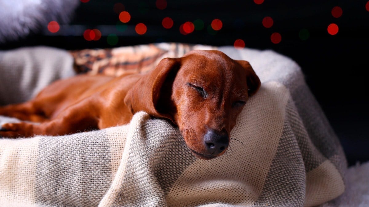 A kutyák is álmodnak, és alvás közben mocoroghatnak, mintha futnának