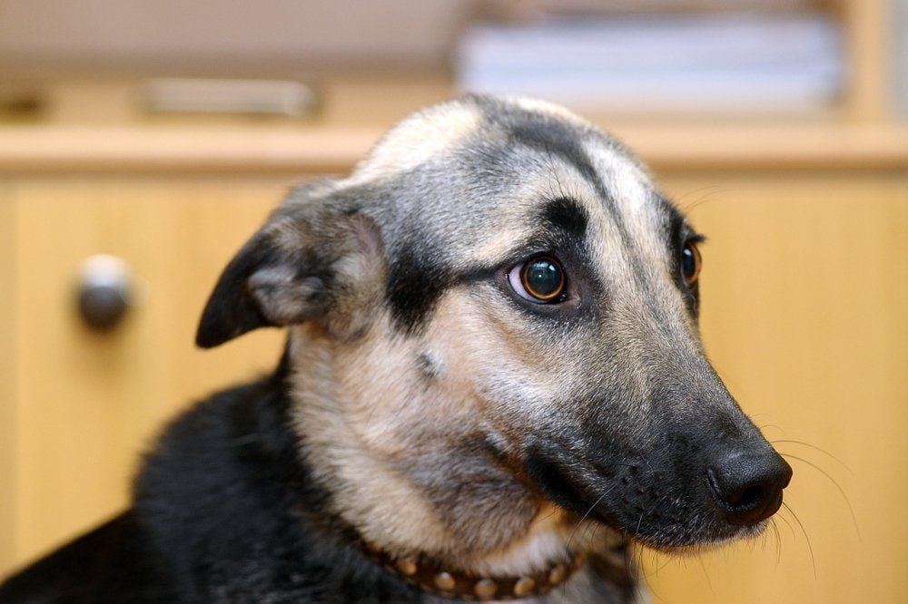 Nagy szemek, hátracsapott fülek, zárt ajkak - szorongást jelezhet a kutyánál