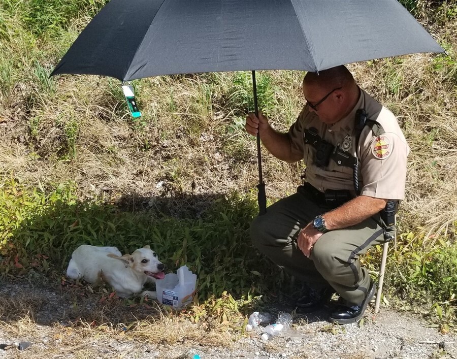Esernyőjével védte a tűző naptól a sérült kutyát a rendőr