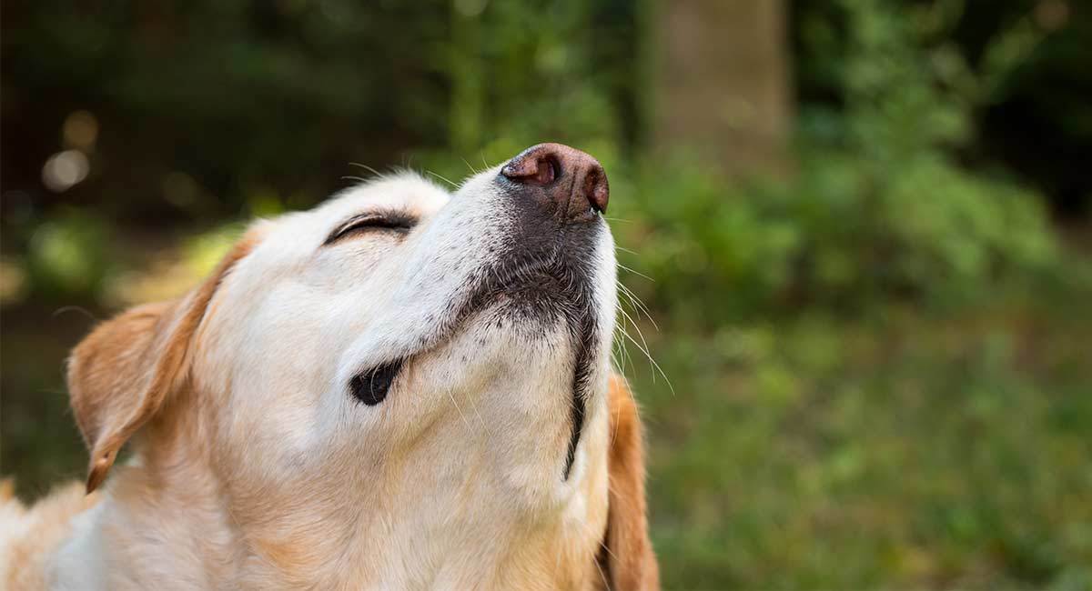 A kutya elsődleges érzékszerve az orra, több mint 300 millió szaglósejtjén át szinte látja a világot