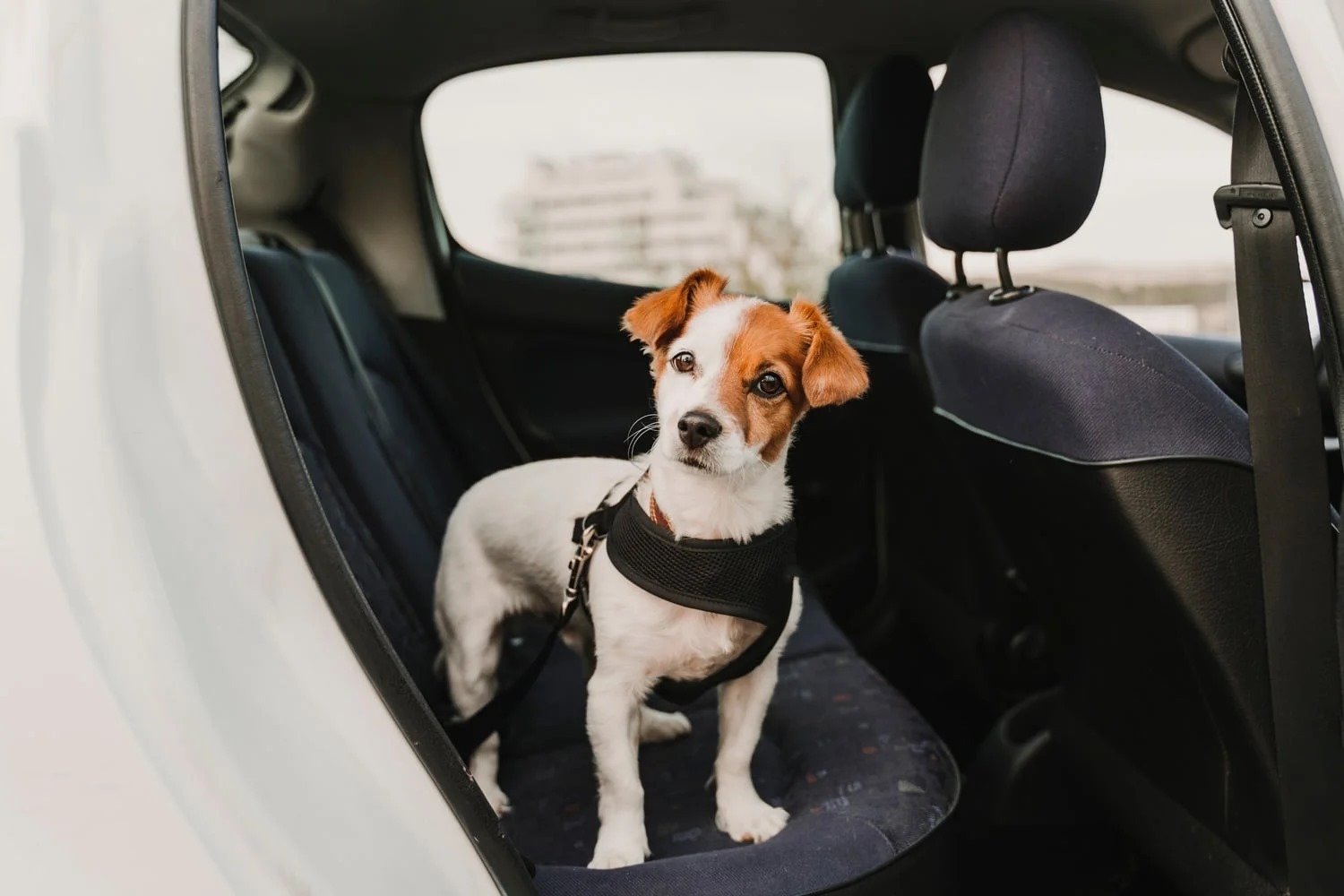 Biztonságban az autóban is - Hám van a kutyán, melyet a biztonsági öv csatjához rögzítettek