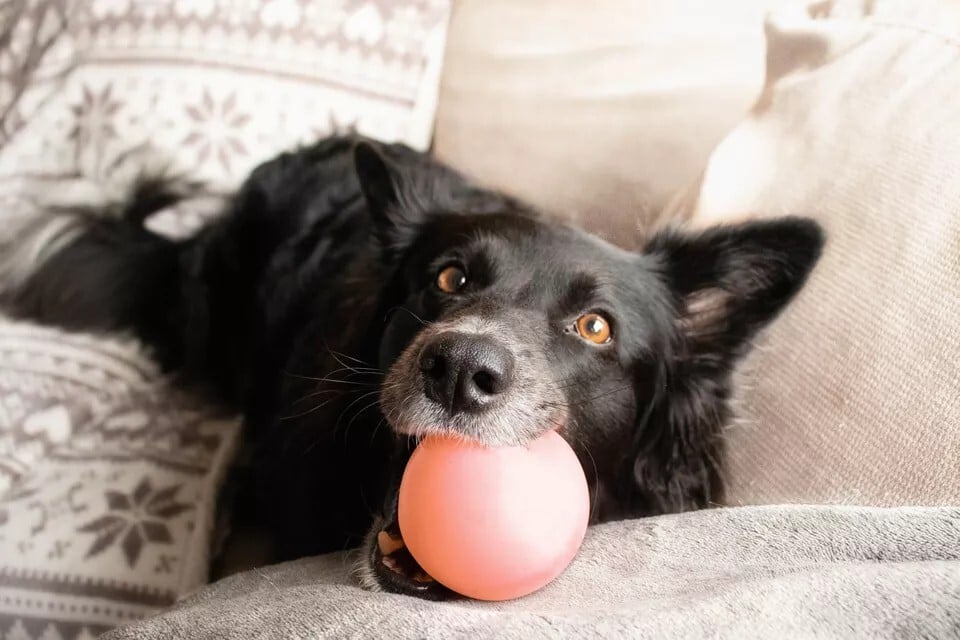 Odahozhatja a labdáját a kutya, ha játszani szeretne
