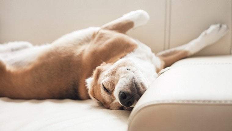 Alvás kutyamódra: bárhol, bármikor, bárhogyan, bármennyit