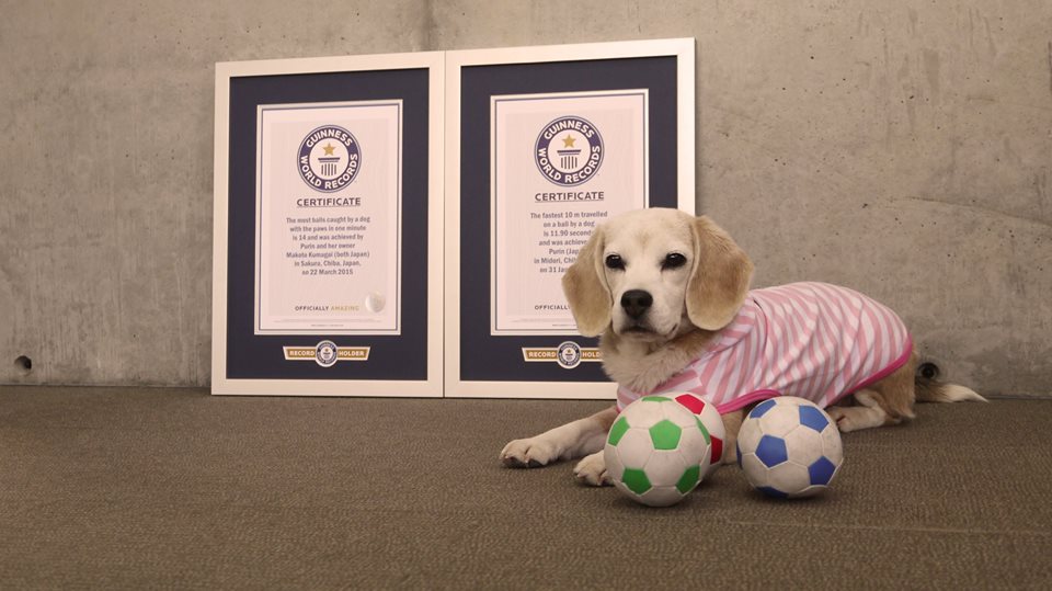 Purin, a beagle két Guinness Rekord tulajdonosa