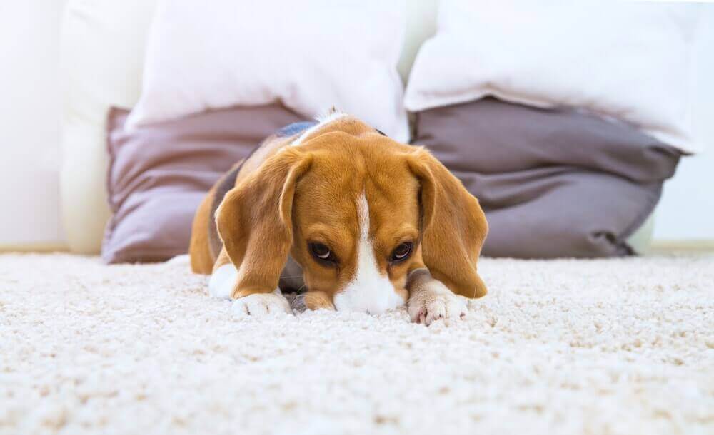 A szőnyeg rojtjai jó tapadási felületet biztosítanak a kutya tappancsainak - hányáskor is