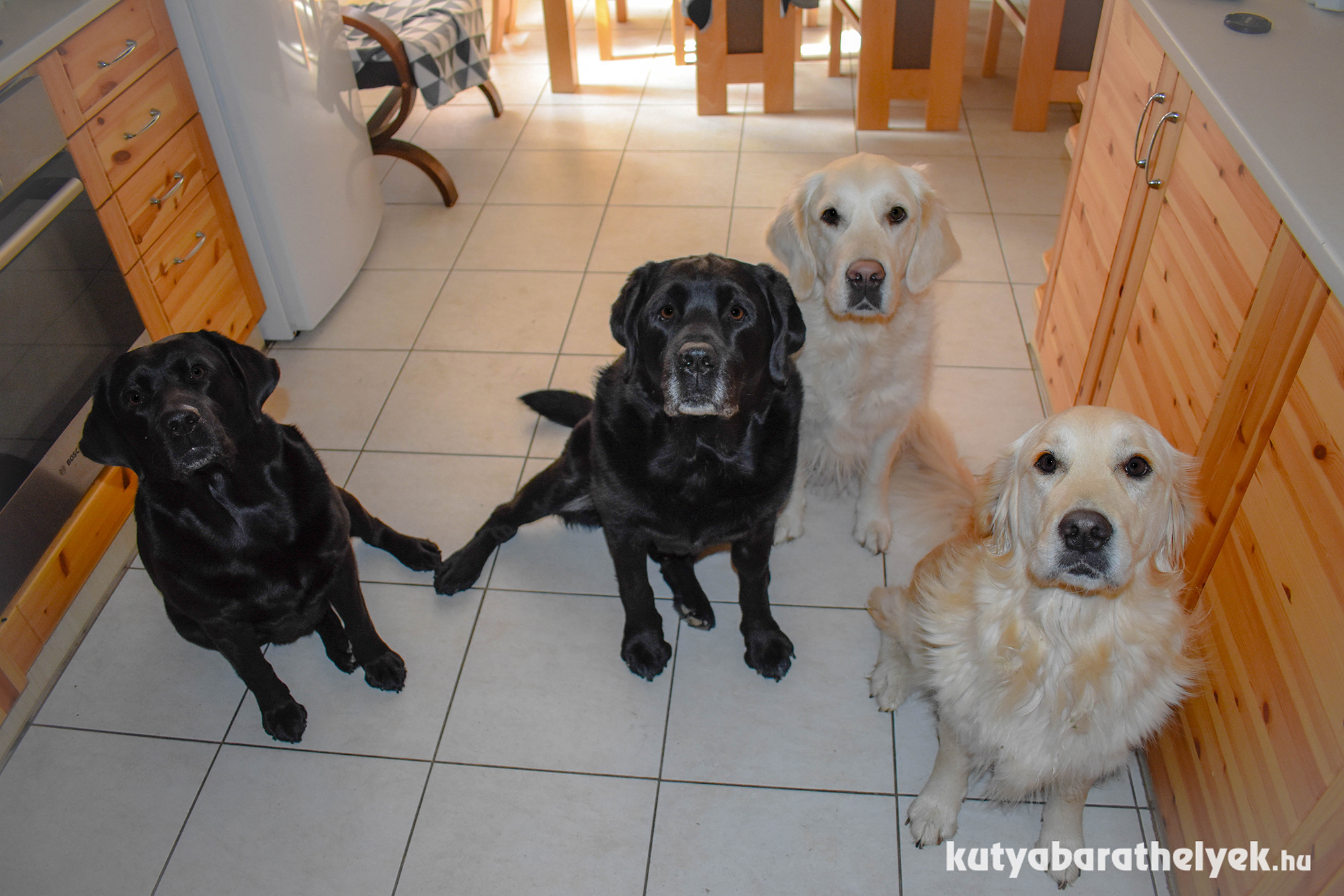 A minősített kutyabarát Tavas Vendégházban nincs korlátozva a vihető kutyák száma, mérete
