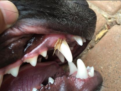 A kutya szájába, szemébe, vagy orrába jutva is komoly bajt okoz a toklász