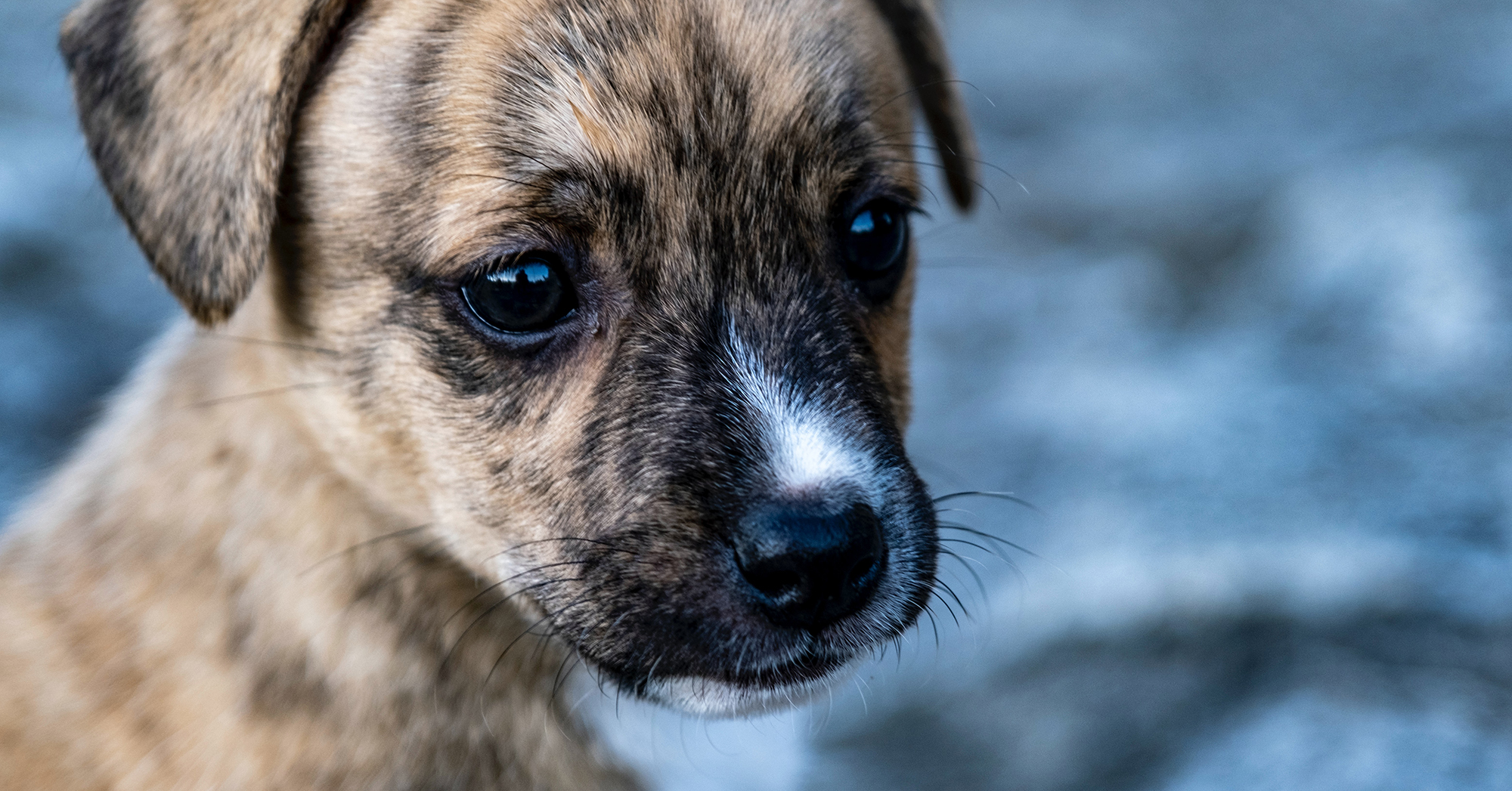 Az országban összesen mintegy 10 ezer kutyáról gondoskodnak állatvédő szervezetek