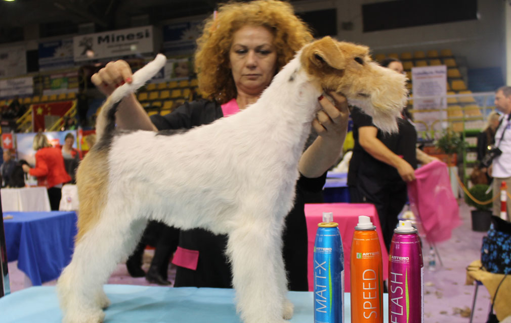 Kutyakozmetikus Világbajnokság 2015 - Szűcs Anikó