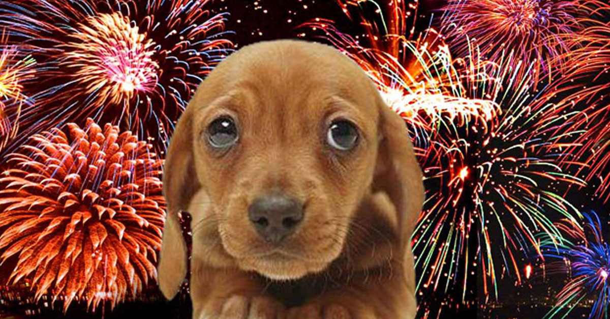 Nagyon sok kutya retteg a tűzijátéktól