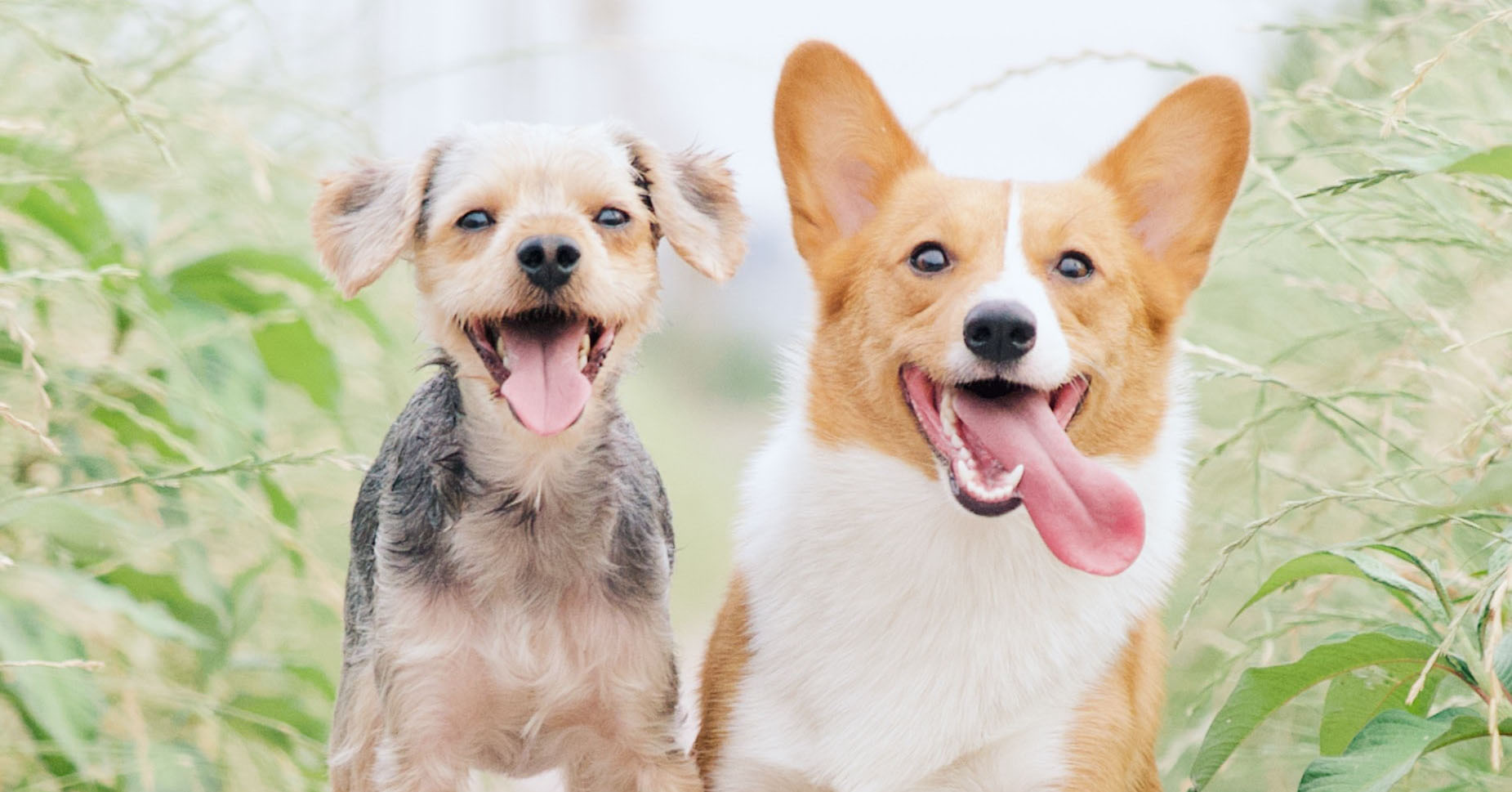 Az idősebb kutyák kevésbé barátságosak, a barátságos kutyák pedig alacsonyabb rangúak