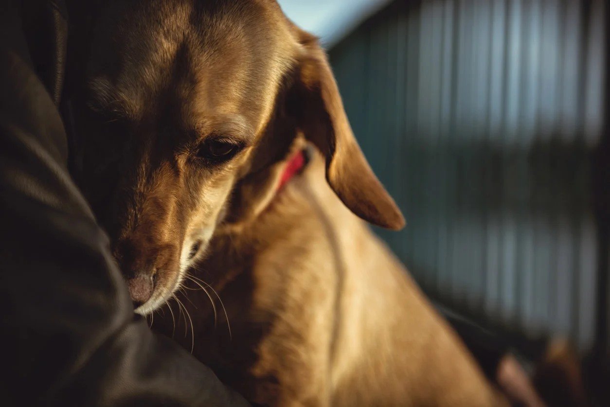 Pánikroham kutyáknál - A gazdinál keres menedéket, szorosan hozzábújik