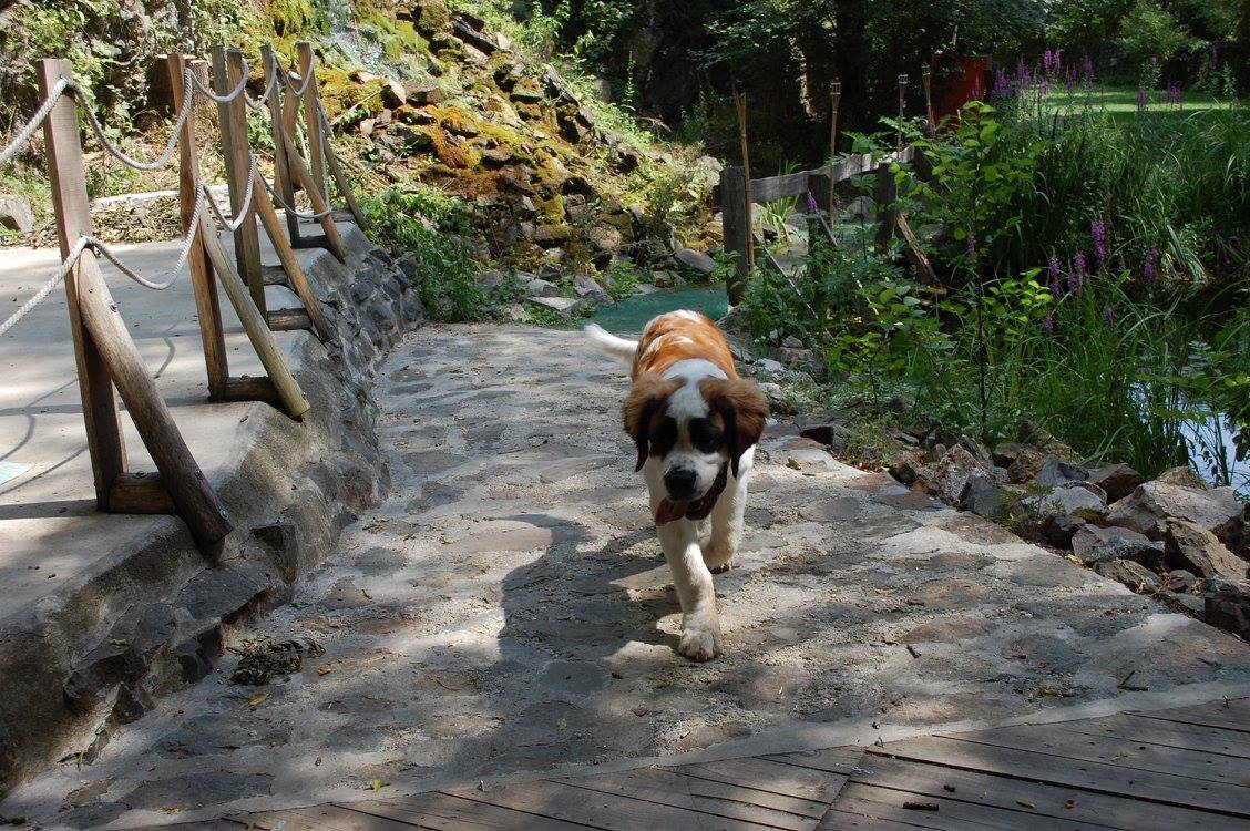 Kutyabarát Öko-Park Panzió Kemping és Kalandpark - hatalmas terület áll a kutyások rendelkezésére