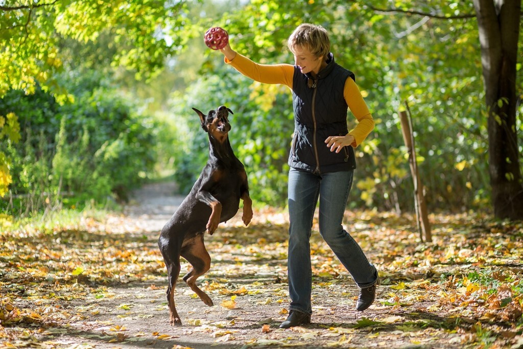 Játék a gazdival a szabadban - Aktív kutyáknak kötelező