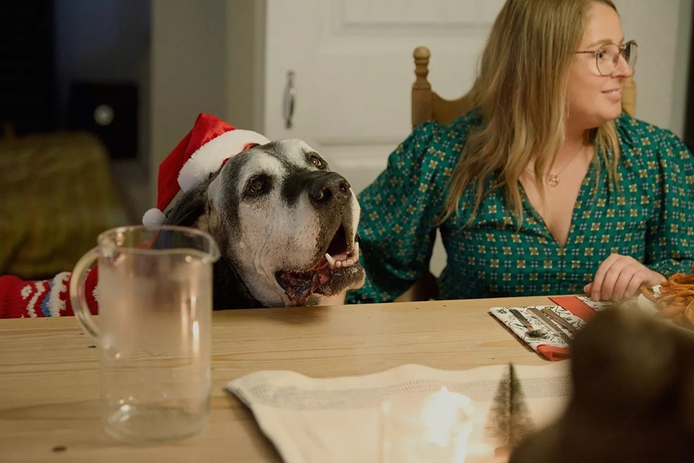 Riley kutya még egyszer utoljára megünnepelhette a karácsonyt családja és barátai körében 